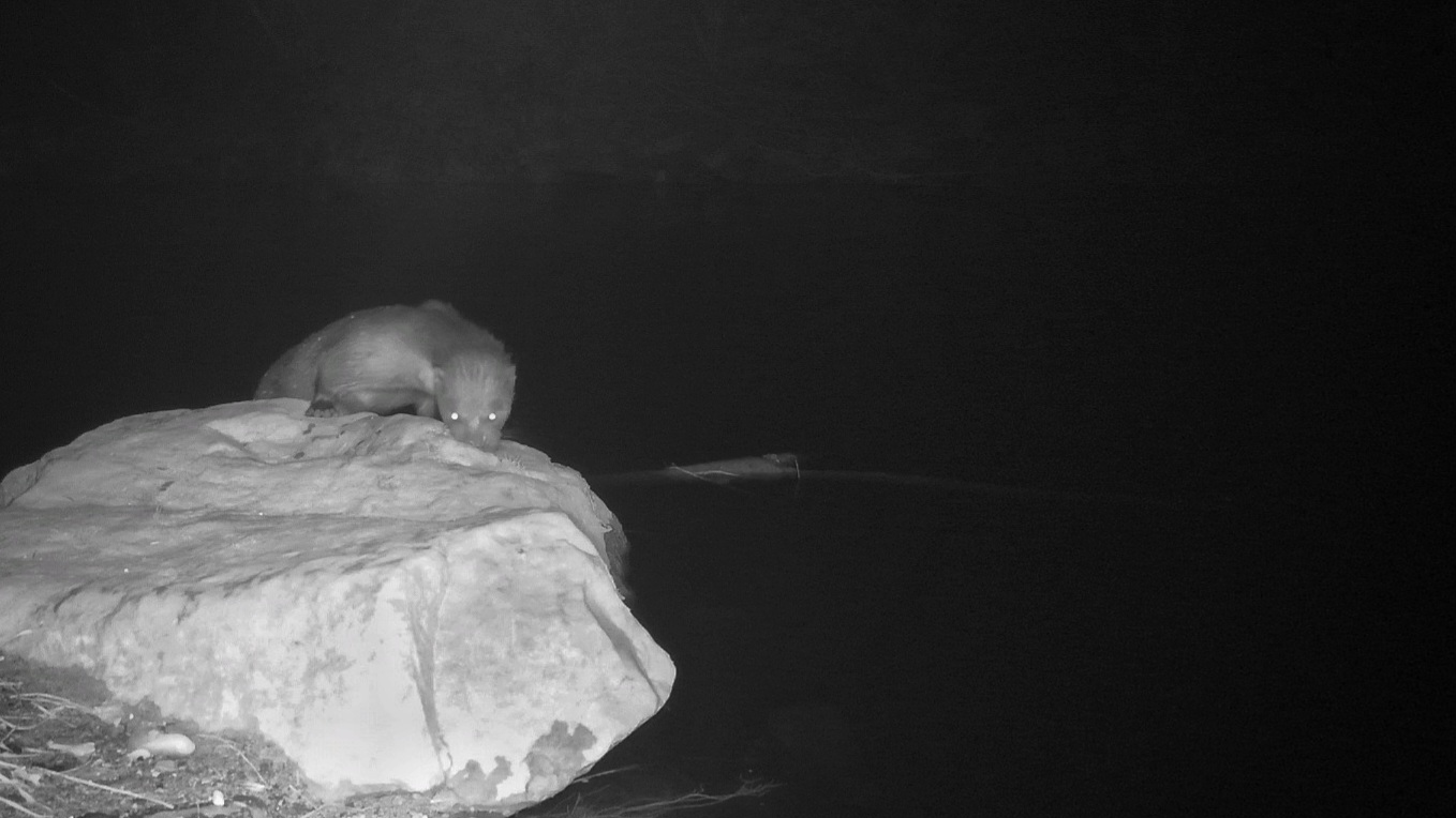 Lontra in Fiuli Venezia Giulia