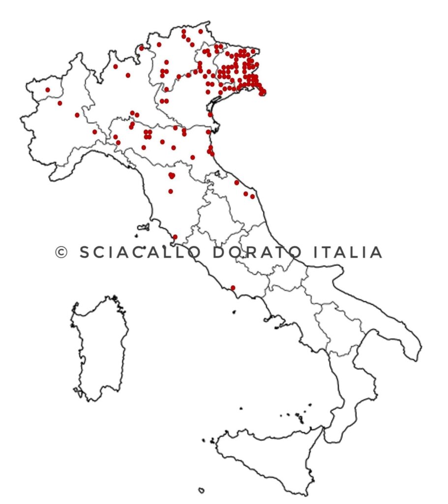 piantina avvistamenti sciacallo dorato